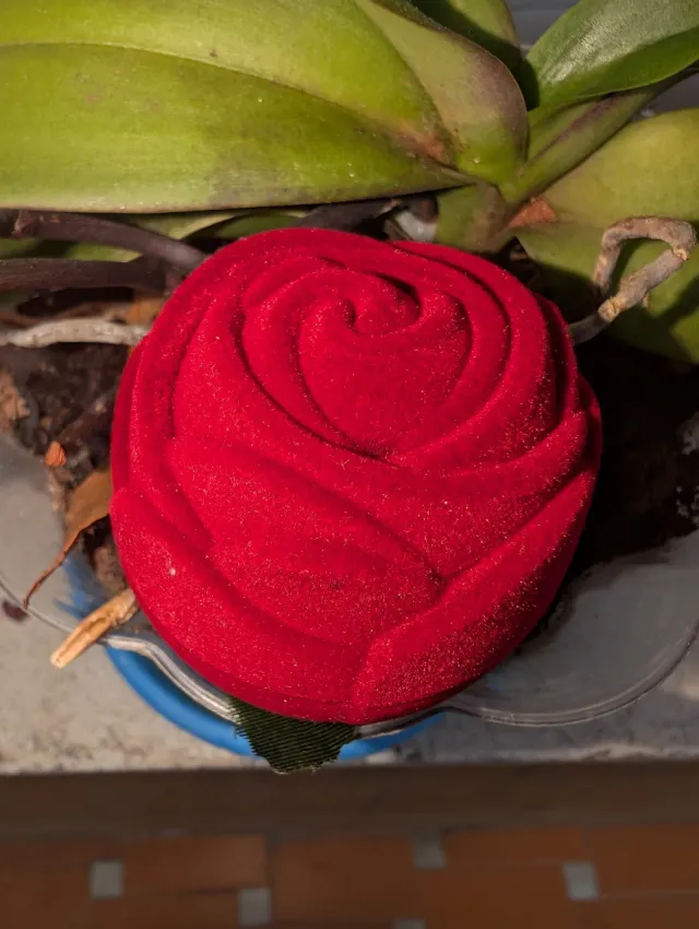 Anillo con Diente de León especial Navidad