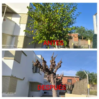 Jardinero PODA DE MORERAS