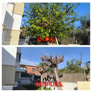 Jardinero PODA DE MORERAS