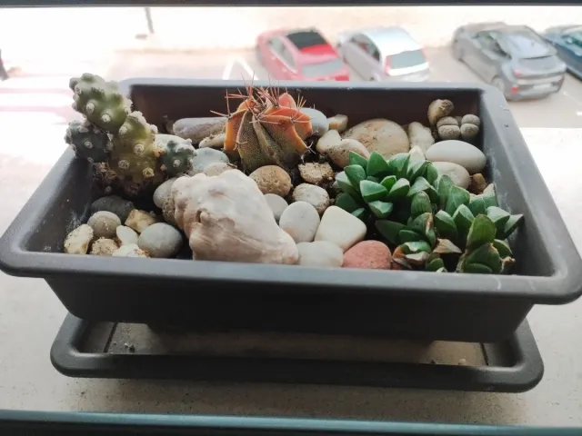 Vaso bonsai con cactus e piante grasse