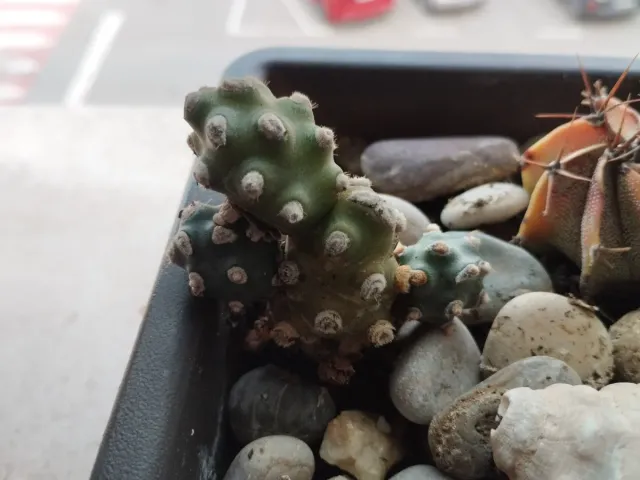 Vaso bonsai con cactus e piante grasse