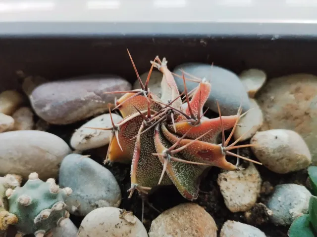 Vaso bonsai con cactus e piante grasse