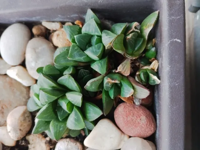 Vaso bonsai con cactus e piante grasse