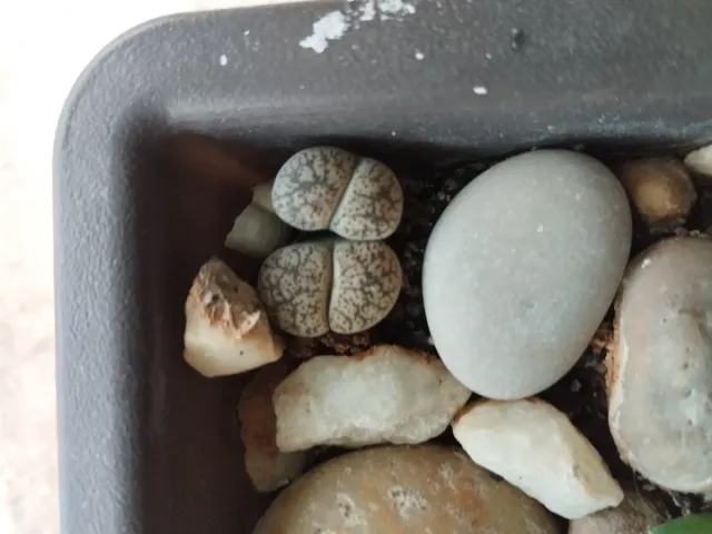 Vaso bonsai con cactus e piante grasse