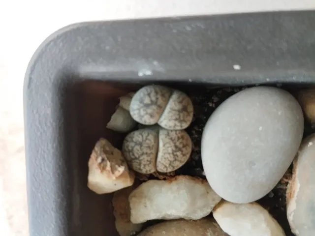 Vaso bonsai con cactus e piante grasse