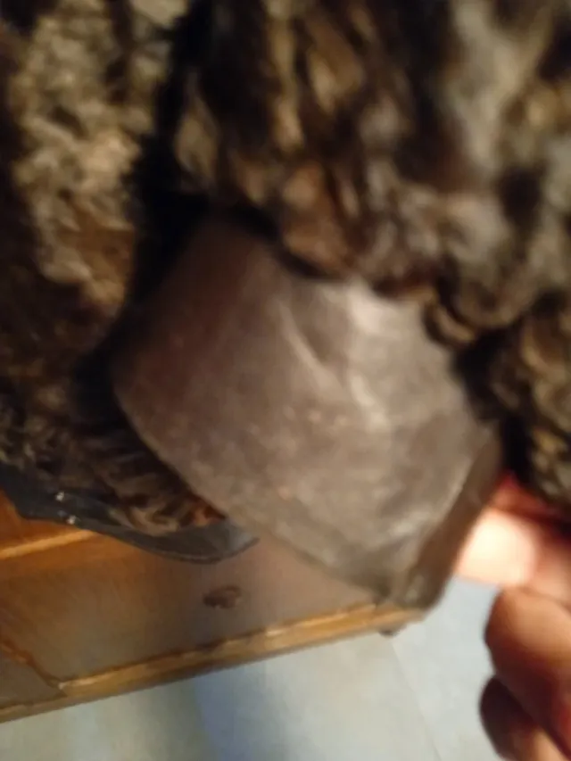 Bonita cazadora chaquetón astracán