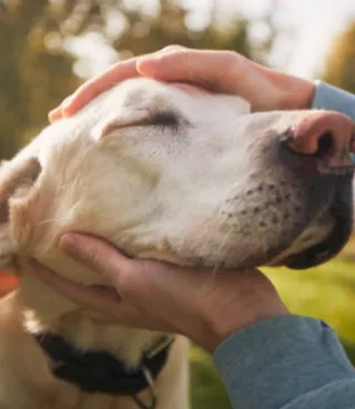 Paseo, cuidado y transporte de perros y gatos