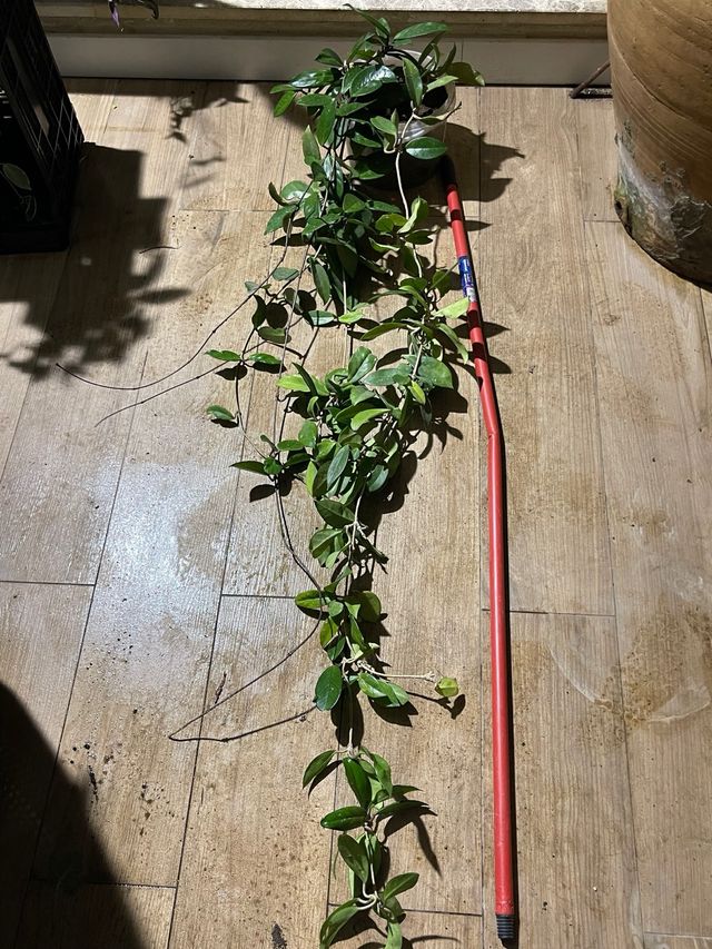 Hoya Carnosa Planta de Cera