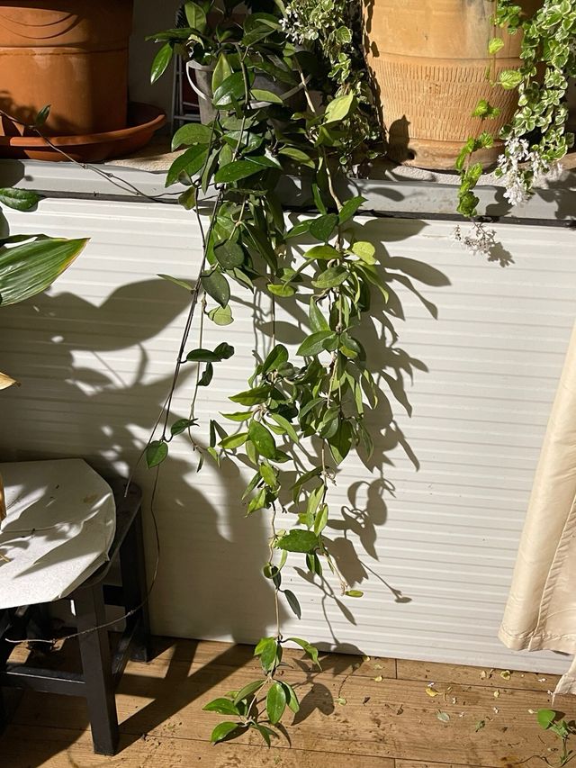 Hoya Carnosa Planta de Cera