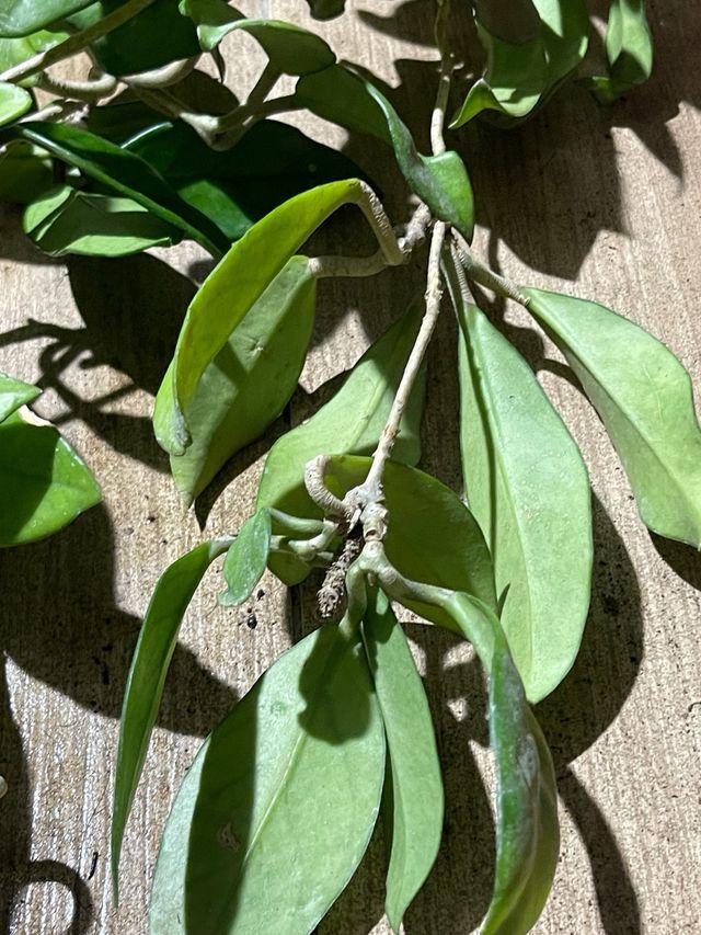 Hoya Carnosa Planta de Cera