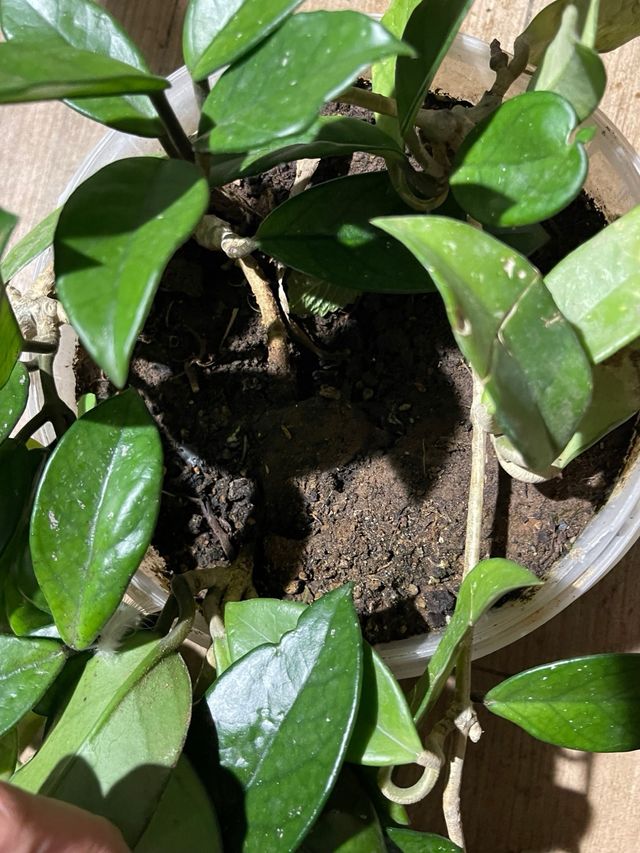 Hoya Carnosa Planta de Cera