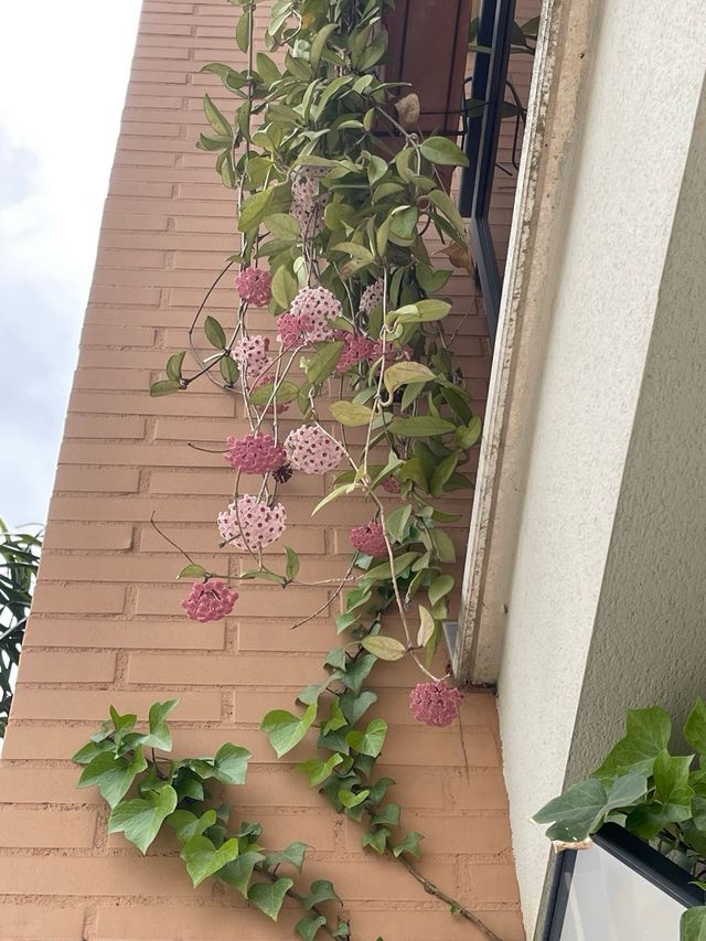 Hoya Carnosa Planta de Cera