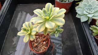 Planta suculenta variegada