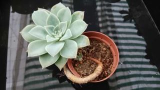Suculenta Echeveria B47