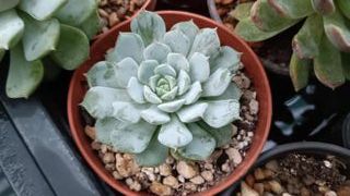 Suculenta Echeveria b46 - 4 e