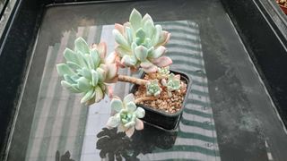 Planta Suculenta Echeveria Varias