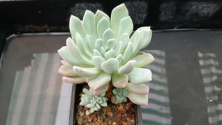 Planta Suculenta Echeveria