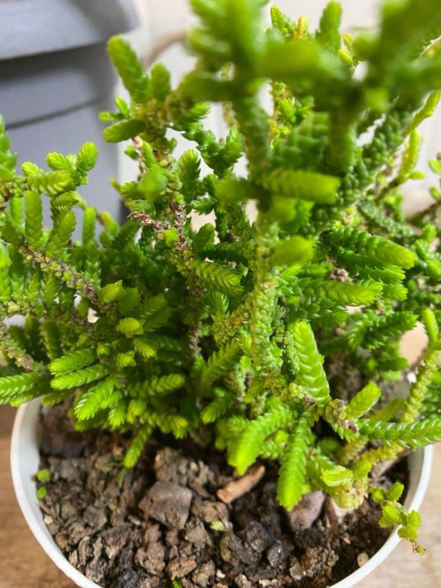 Pianta grassa Crassula 'Coda di ratto'