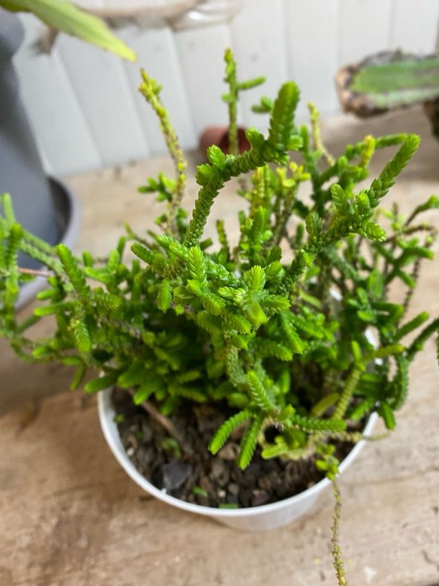 Pianta grassa Crassula 'Coda di ratto'