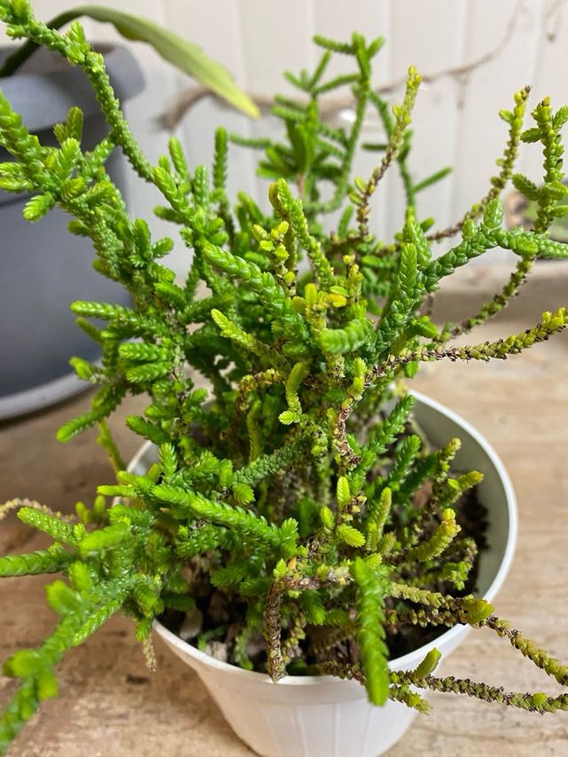 Pianta grassa Crassula 'Coda di ratto'