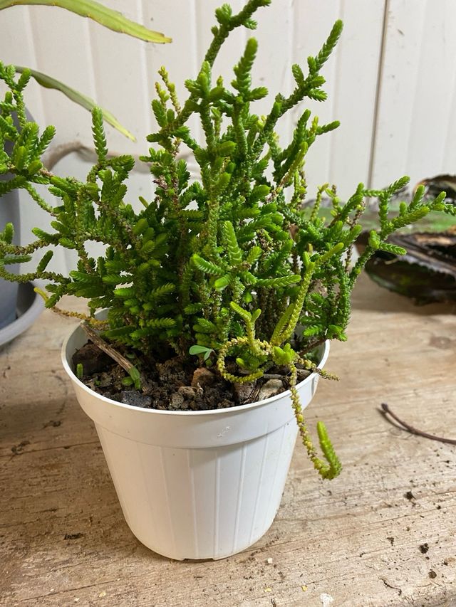 Pianta grassa Crassula 'Coda di ratto'