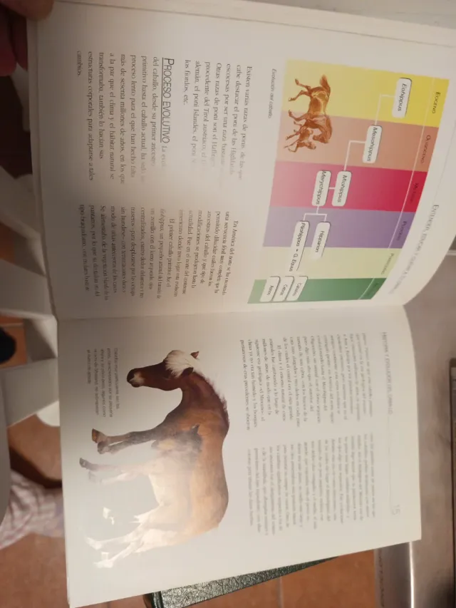 Entender, educar y cuidar a tu caballo/ Underst...