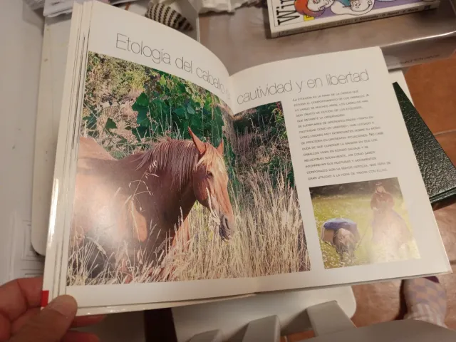 Entender, educar y cuidar a tu caballo/ Underst...