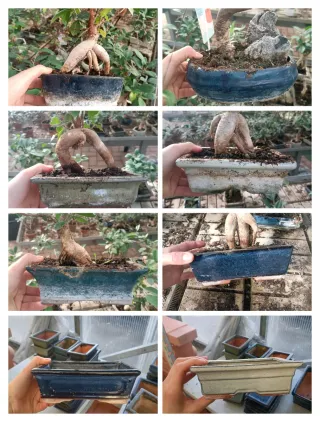 Vasi Bonsai Rettangolari/Ovali 19-20cm