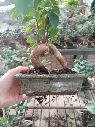 Vasi Bonsai Rettangolari/Ovali 19-20cm