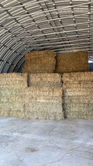 Alpacas de heno hierva