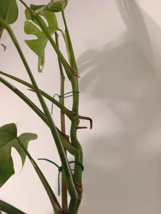 Monstera Variegata Deliciosa