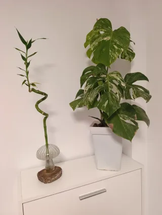 Monstera Variegata Deliciosa