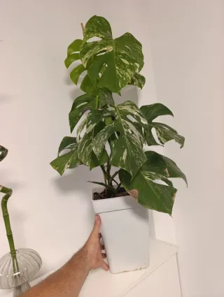 Monstera Variegata Deliciosa