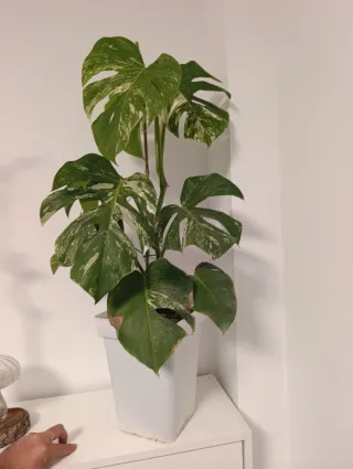 Monstera Variegata Deliciosa