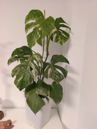 Monstera Variegata Deliciosa