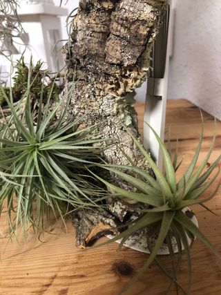 Plantas de aire decorativas clavel de aire