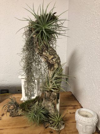 Plantas de aire decorativas clavel de aire