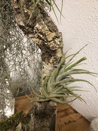 Plantas de aire decorativas clavel de aire