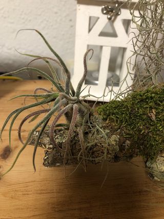 Plantas de aire decorativas clavel de aire