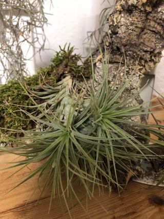 Plantas de aire decorativas clavel de aire