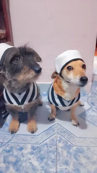 Paseadores guardería y estetica canina  Con experi