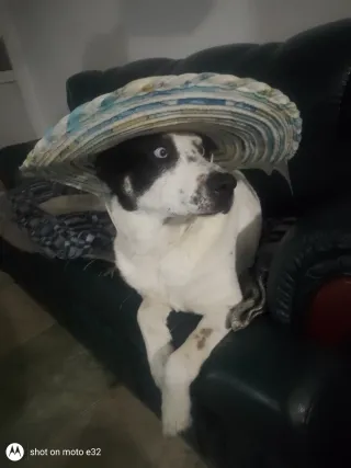 Paseadores guardería y estetica canina  Con experi