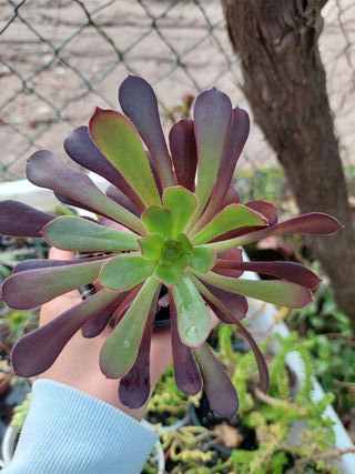 Planta suculenta Aeonium