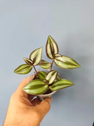 Esqueje Tradescantia zebrina superba