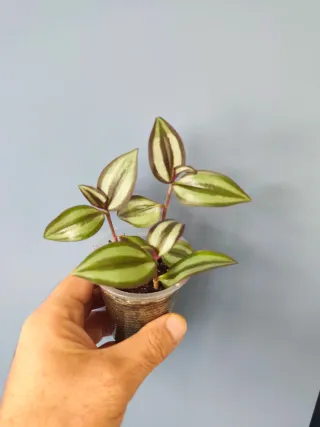 Esqueje Tradescantia zebrina superba