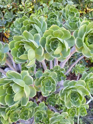 Piante grasse Aeonium talee non radicate