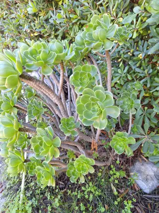 Piante grasse Aeonium talee non radicate