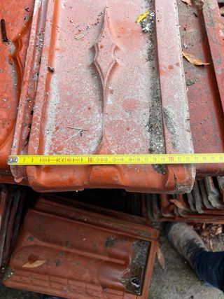 Teja Alicantina Roja