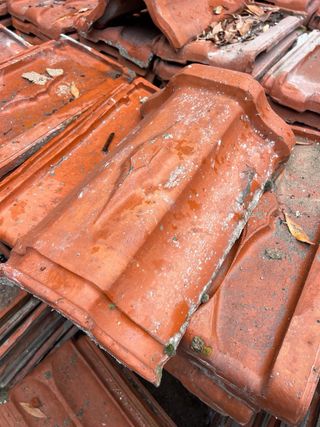 Teja Alicantina Roja