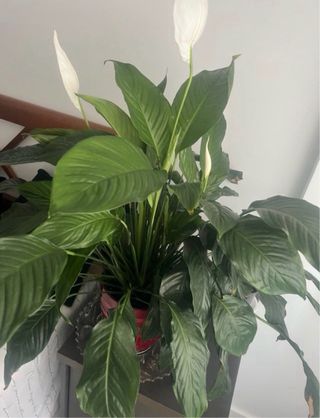 Planta de interior grande con maceta